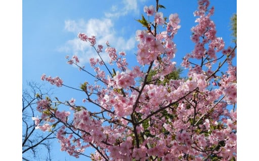 区内に新しい桜の名所をつくることを応援したい【緑の基金（桜の寄附）】（期間限定）