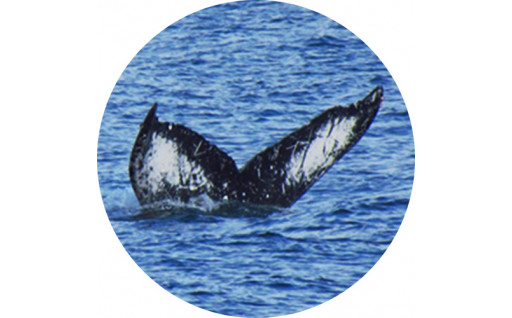 ●捕鯨対策等に関する事業