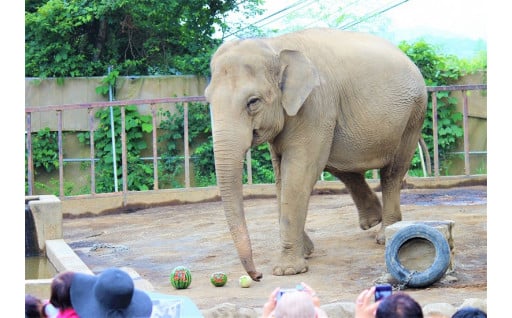 検索結果 動物園 ふるさとチョイス