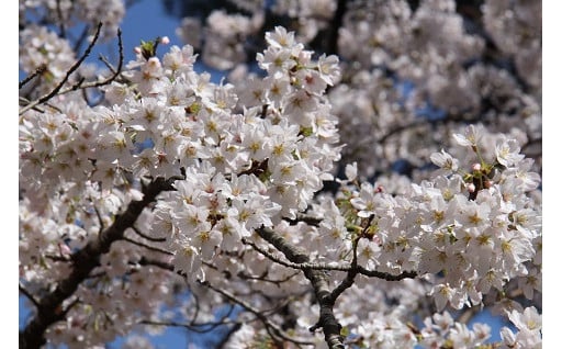1.桜を愛し守り育ててる事業