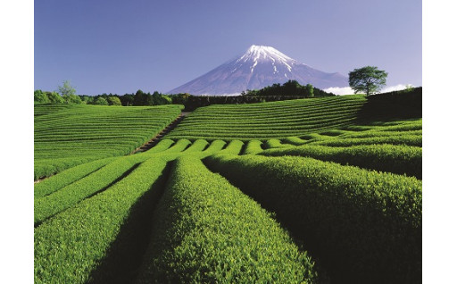 茶業の再生（茶の先端研究と多様な人々が連携した技術開発の推進）