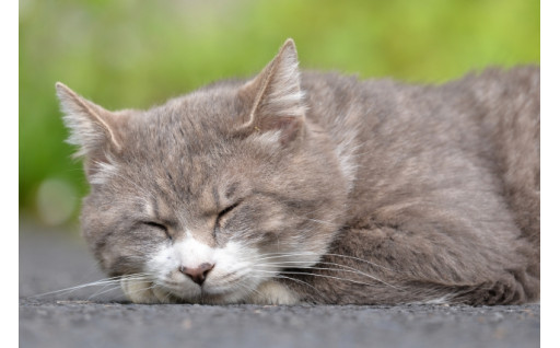 3.不幸な猫を増やさないまちづくりコース