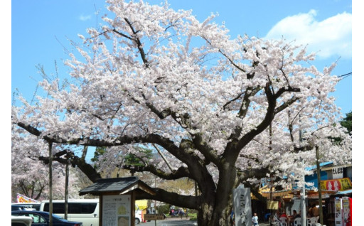 桜の名所「国史跡三戸城跡城山公園」整備コース