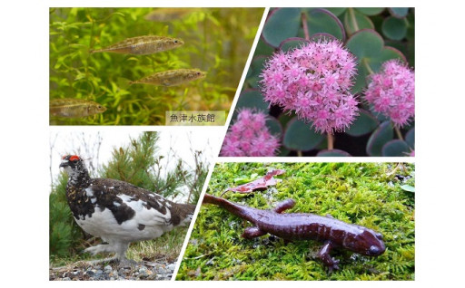 7　富山の希少な野生動植物の情報収集