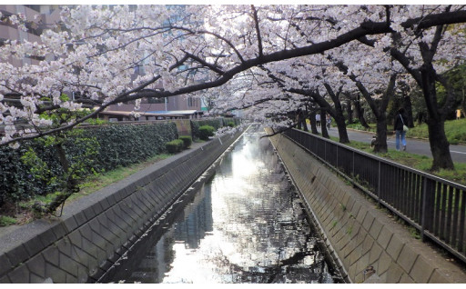 仙台堀川をきれいに！カワセミと暮らす「水彩都市・江東」