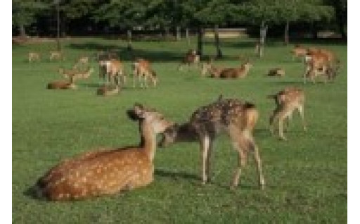 【文化の振興・観光の振興】
奈良の鹿の保護