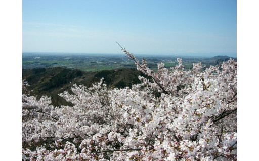 （１３）栃木の桜守り人募集事業