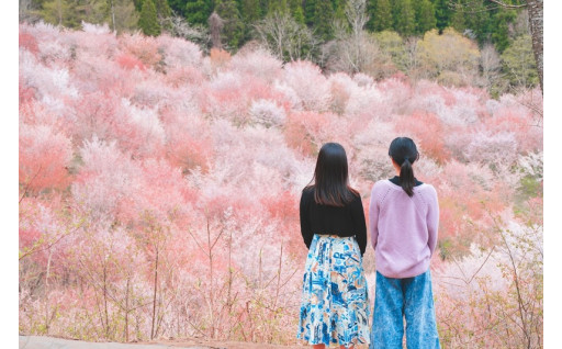 桜の名所を後世に繋ぐ桜峠づくり