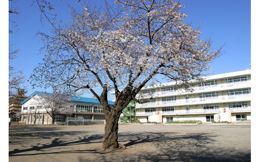 白子小学校のシンボルツリー陸鷲（りくわし）を助けてください！！　和光市立白子小学校