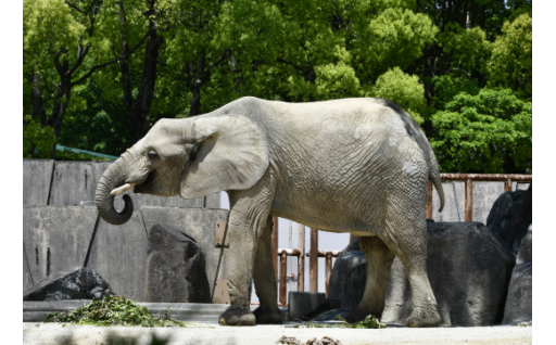 広島市安佐動物公園の再整備（ネームプレートの設置を希望する）