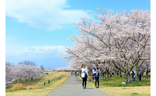 (4) 桜が咲き誇るまちづくり事業