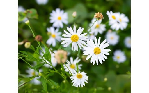 さまざまな可能性が花ひらくまちづくり