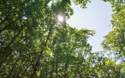 2. 環境の保全に資する森林整備、水源かん養、環境緑化等に関する事業