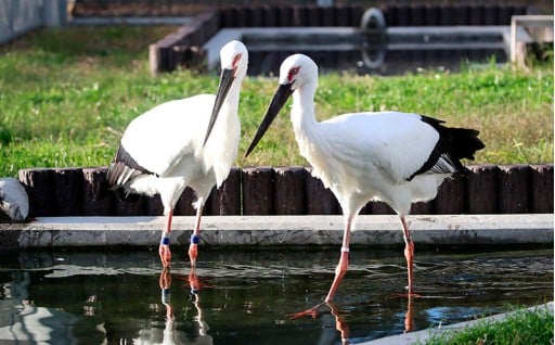 １．コウノトリの里づくりに関する事業