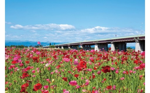 ５．環境にやさしいまちづくりに関する事業