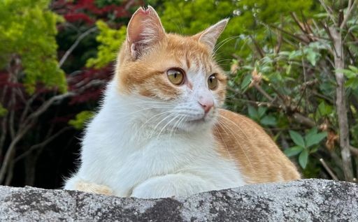 動物の愛護と動物の適正な管理に関する事業