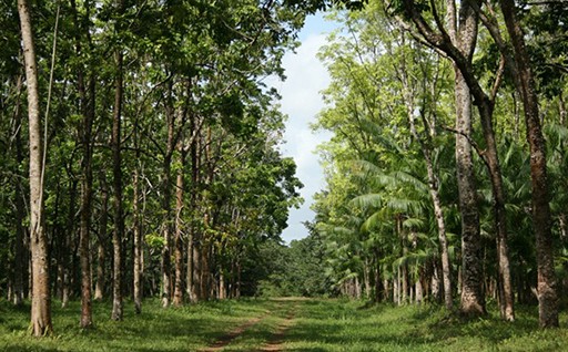 ⑦農林業の振興に関すること