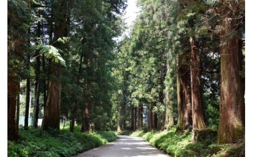 “とちぎ”が世界に誇る日光杉並木を守ります（栃木県日光杉並木街道保護基金）