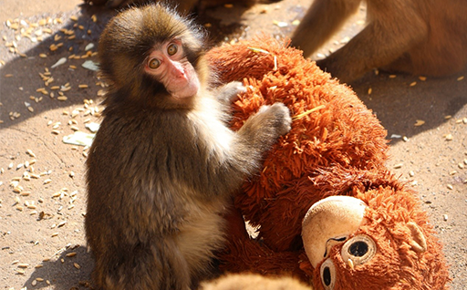 19.ニホンザル「パンチ」をはじめ動植物園の動物たちや施設運営を支援する