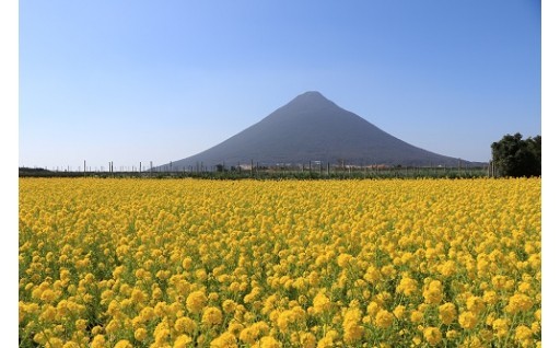 7. １～６の指定を市長に任せます。