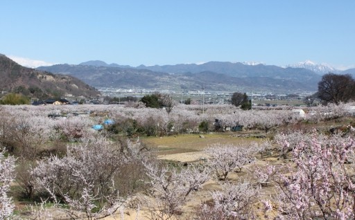 「あんずの里」の景観を守る（景観保全）
