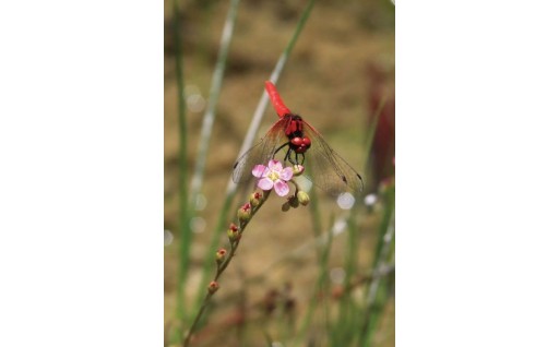 自然や景観を守り、未来へ残す事業