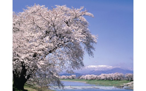 ②千本桜を、千年先に。