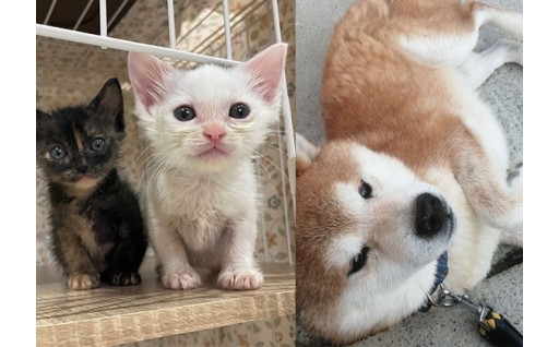 動物たちの命を守るプロジェクト