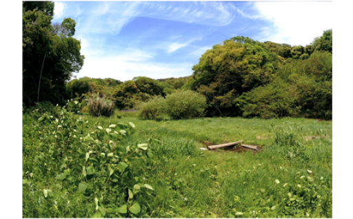 緑地保全・緑化推進を応援！