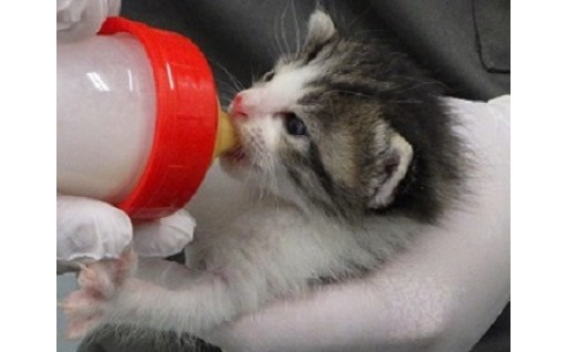 ぐんま動物愛護推進