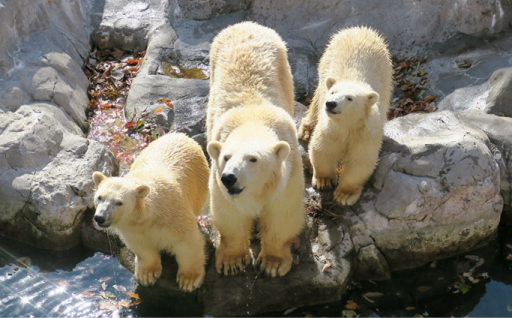 八木山動物公園オフィシャルサポーター
