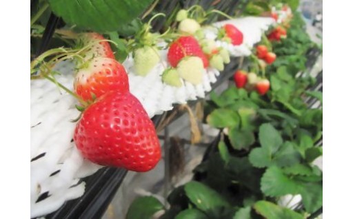 都市型農業を応援