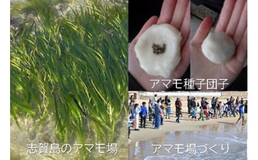海のゆりかごアマモ場づくり活動