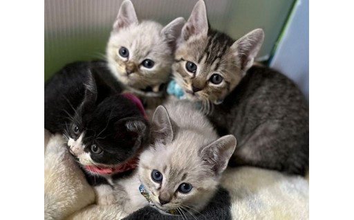 【保健】人もペットも健康で長生きできるための環境の構築など