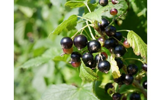 【農林水産】りんごや米などおいしい農水産物の販売促進と農林水産業の振興など