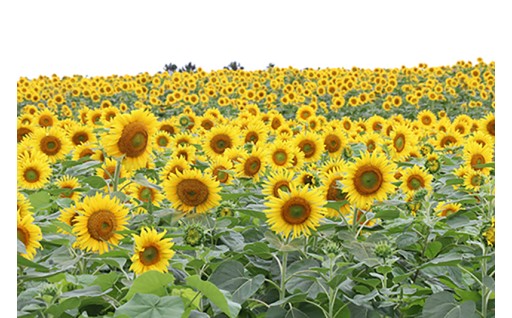 「応援」使い道を特定せず大崎市を応援