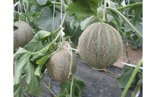 6.地域産業の振興に関する事業
