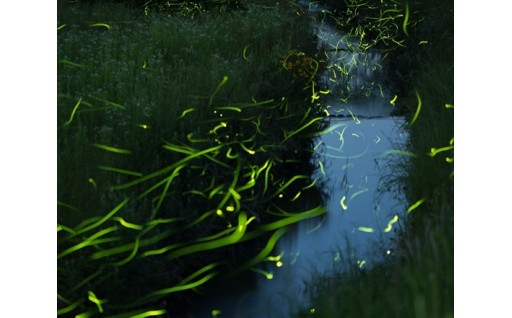 3-2.ホタルの保全に関する事業［基金］