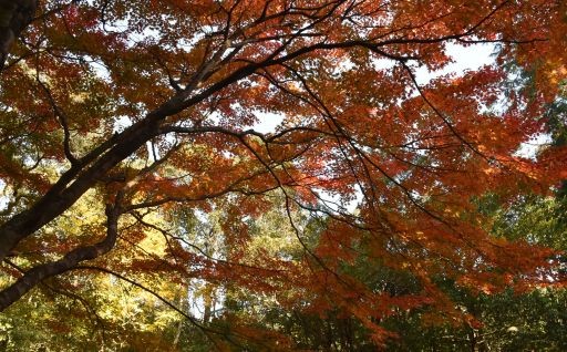 自然環境・森林の保全に関する事業