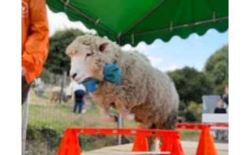 ③羊まるごと活用プロジェクト