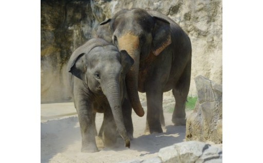 動物園